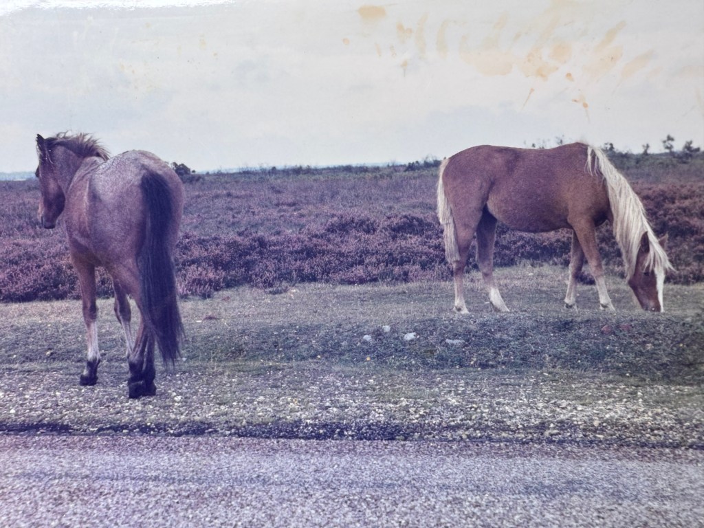 1990s photograph of two horses in a field