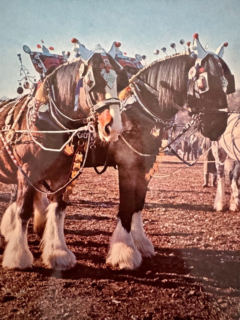 To heavy horses in show harness
