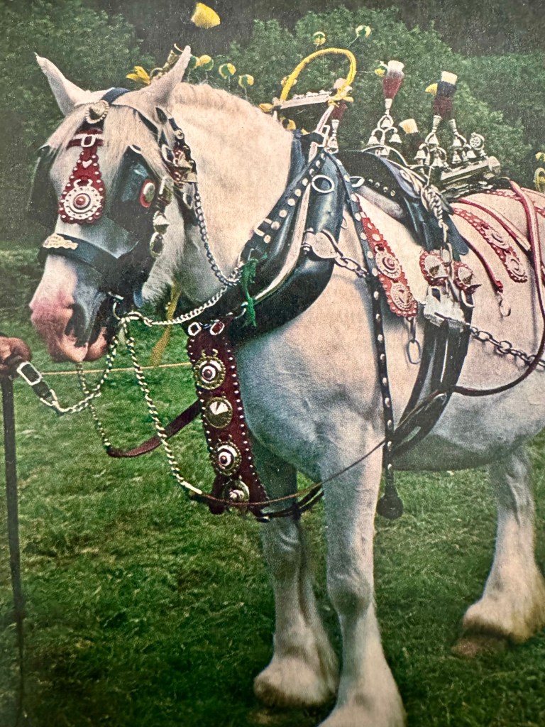 White heavy horse in full harness decoration